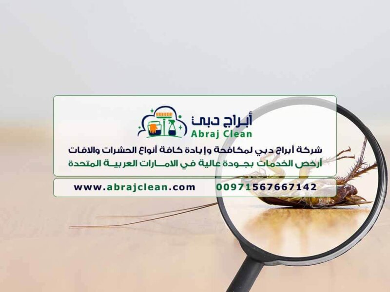 شركة مكافحة حشرات فى ابوظبى
