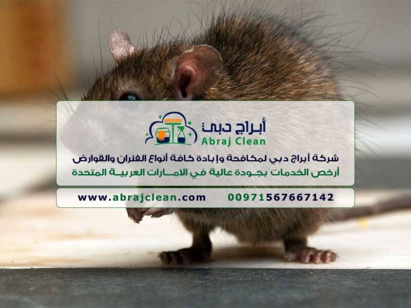 شركة مكافحة فئران فى الفجيرة