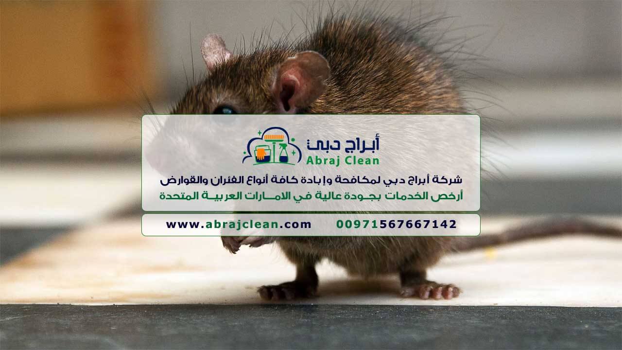شركة مكافحة فئران العين (0567667142) افضل شركات مكافحة الفئران ، القوارض فى العين