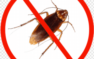 مكافحة الصراصير في الامارات | تقنيات حديثة للتخلص من الصراصير