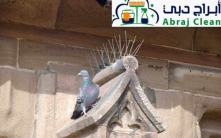شركة مكافحة الحمام في الشارقة