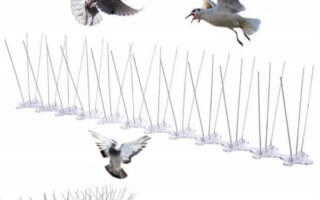 شركة مكافحة الحمام في العين | تركيب طارد الحمام