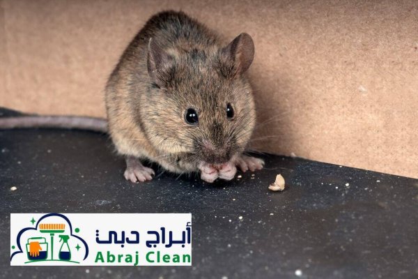 مميزات التعامل مع شركة مكافحة فئران في أبوظبي