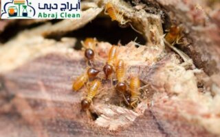 شركة علاج الرمة في الجدار في الامارات