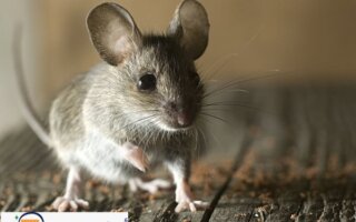 شركة للقضاء على الفئران مع الضمان