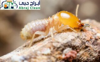 شركة مكافحة الرمة في العزرة بالشارقة