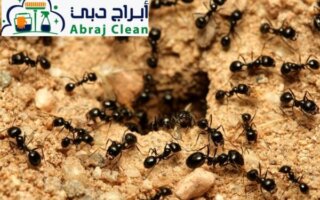 شركة مكافحة الرمة في أم سقيم