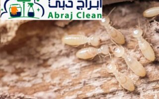 القضاء على حشرة الرمة نهائيا