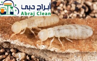 شركة مكافحة الرمة النشطة أو الميتة