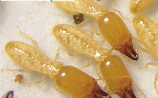 شركة مكافحة الرمة في القرائن