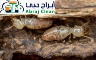 لكل سيدة في دبي: تعرفي علي علاج الارضة في البيت